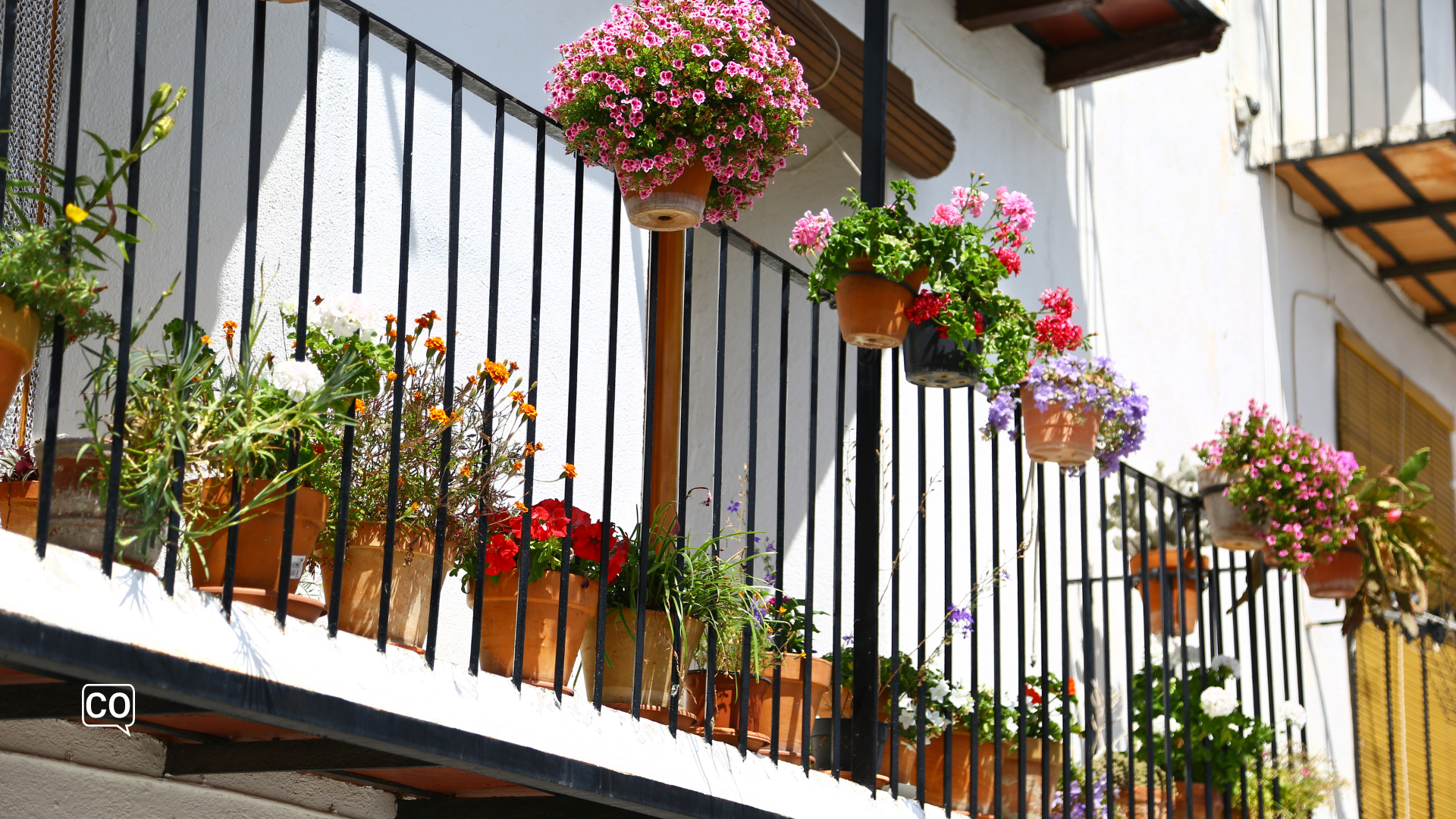 the carnation on a spanish balcony