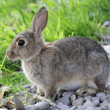  El conejo: The rabbit (Spanish)