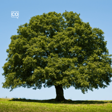  El árbol: The tree (Spanish)