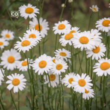  La margarita: The daisy (Spanish)