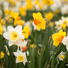  El narciso: The daffodil (Spanish)