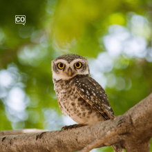  El búho: The owl (Spanish)