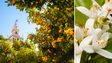 A1.36.4 Spanish culture: The Orange Tree Garden in Seville