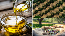 A2.41.4 Spanish culture: Olive oil