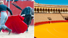 A2.8.4 Spanish culture: The fighting bull: a tradition in Spanish culture