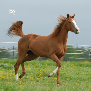  El caballo: The horse (Spanish)