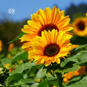  El girasol: The sunflower (Spanish)