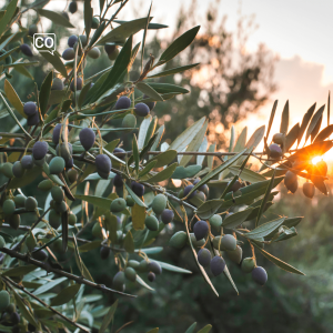  El olivo: The olive tree (Spanish)