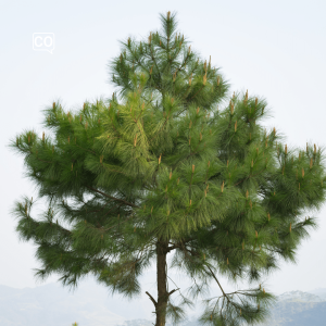  El pino: The pine (Spanish)