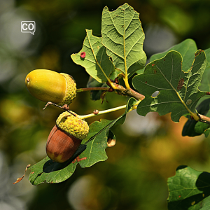  El roble: The oak tree (Spanish)