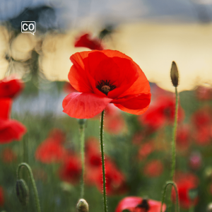  La amapola: The poppy (Spanish)