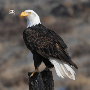  El águila : The eagle (Spanish)