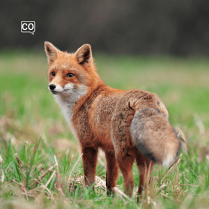  El zorro: The fox (Spanish)