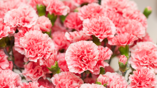 A2.10.4 Spanish culture: The carnation: the national flower of Spain